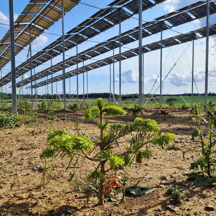 Bäumle unter Forst-PV
