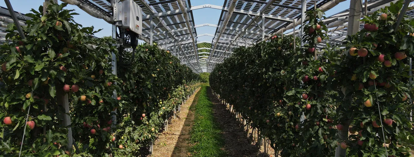 Kressbronn Agri-PV Anlage