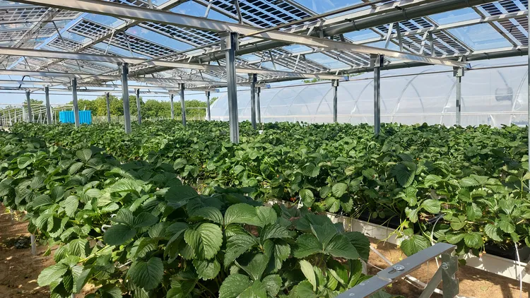 Erdbeeren Ernte LVWO Agri-PV