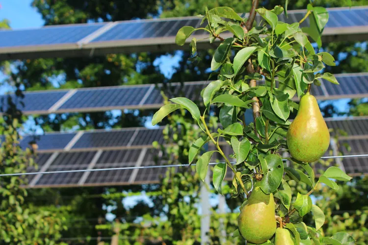 Nußbach Birnen Agri-PV