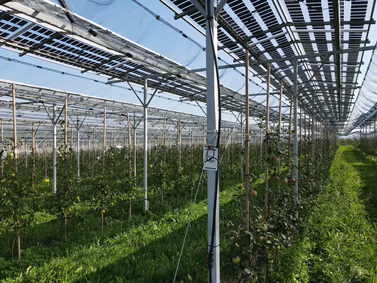 KOB Agri-PV semi-transparente Module