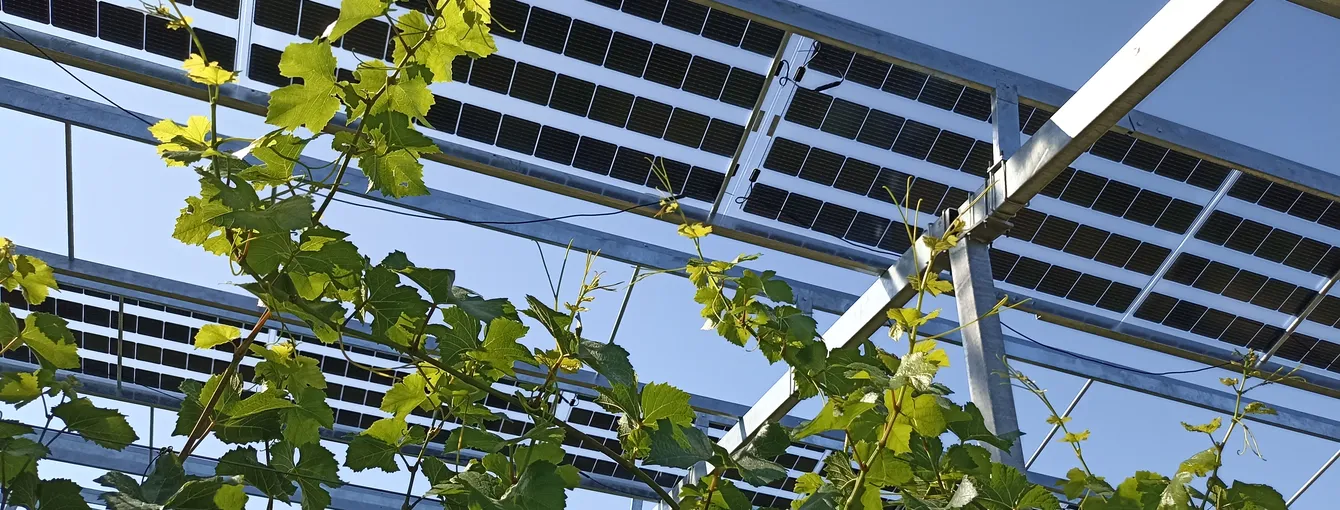 Viti-PV_Module_semi-transparent_Blankenhornsberg